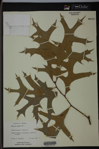 Quercus laevis image