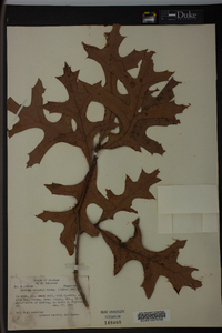 Quercus laevis image