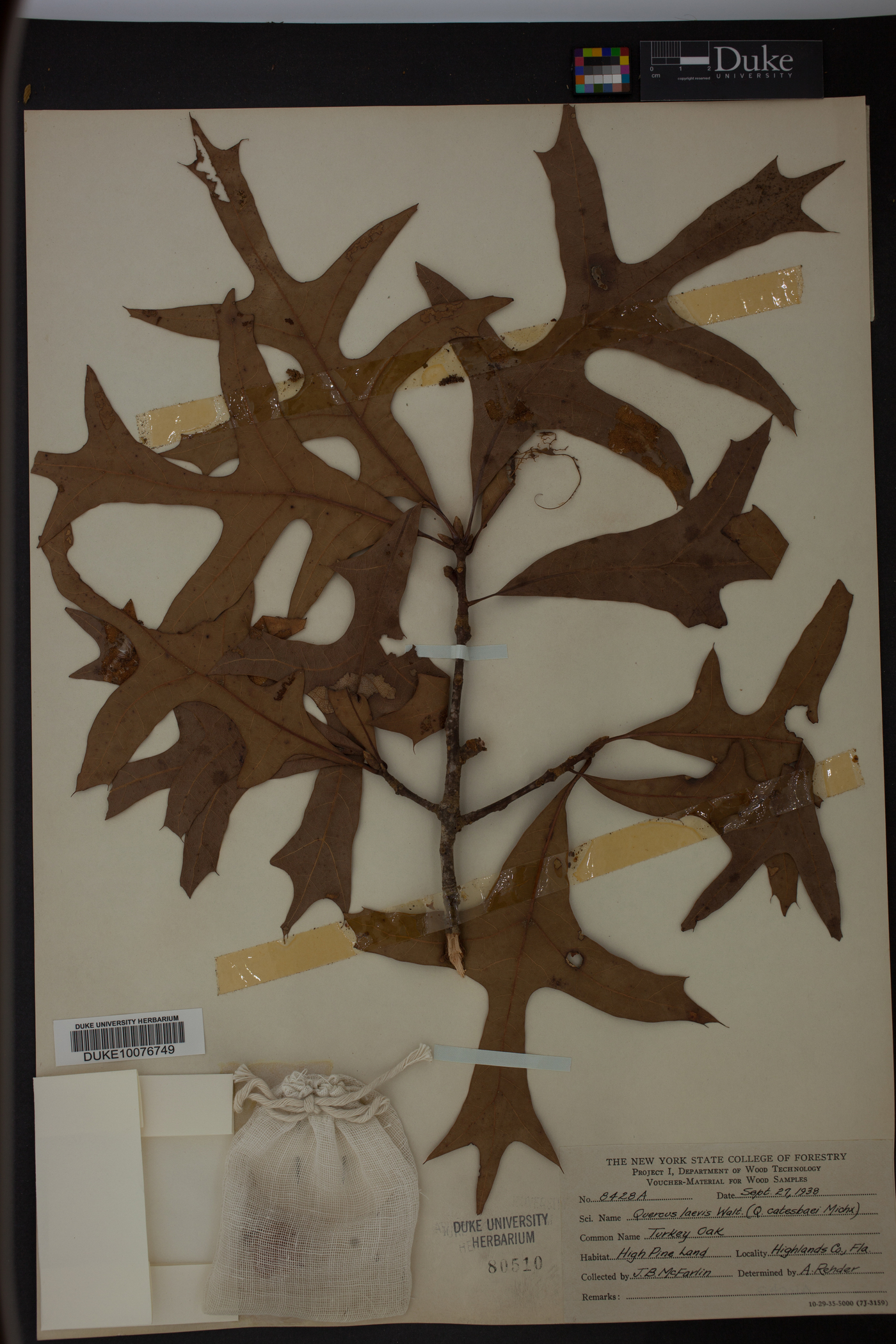 Quercus laevis image