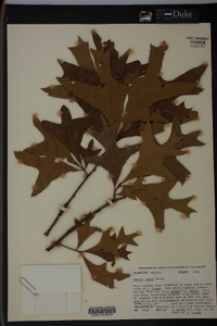 Quercus laevis image