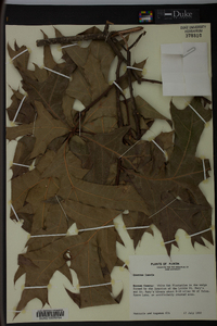 Quercus laevis image