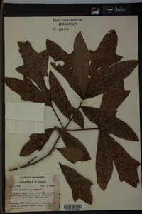 Quercus laevis image