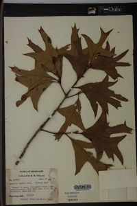 Quercus laevis image