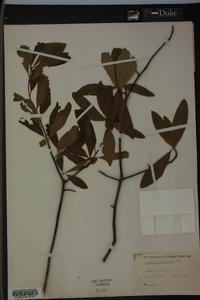 Quercus laurifolia image