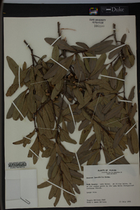 Quercus laurifolia image