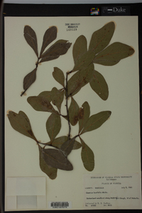 Quercus laurifolia image