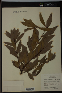 Quercus laurifolia image