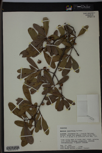 Quercus laurifolia image