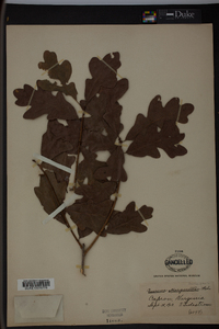 Quercus margaretta image