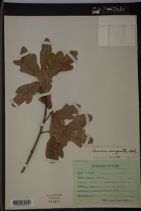 Quercus margaretta image
