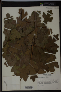 Quercus margaretta image