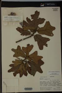 Quercus margaretta image