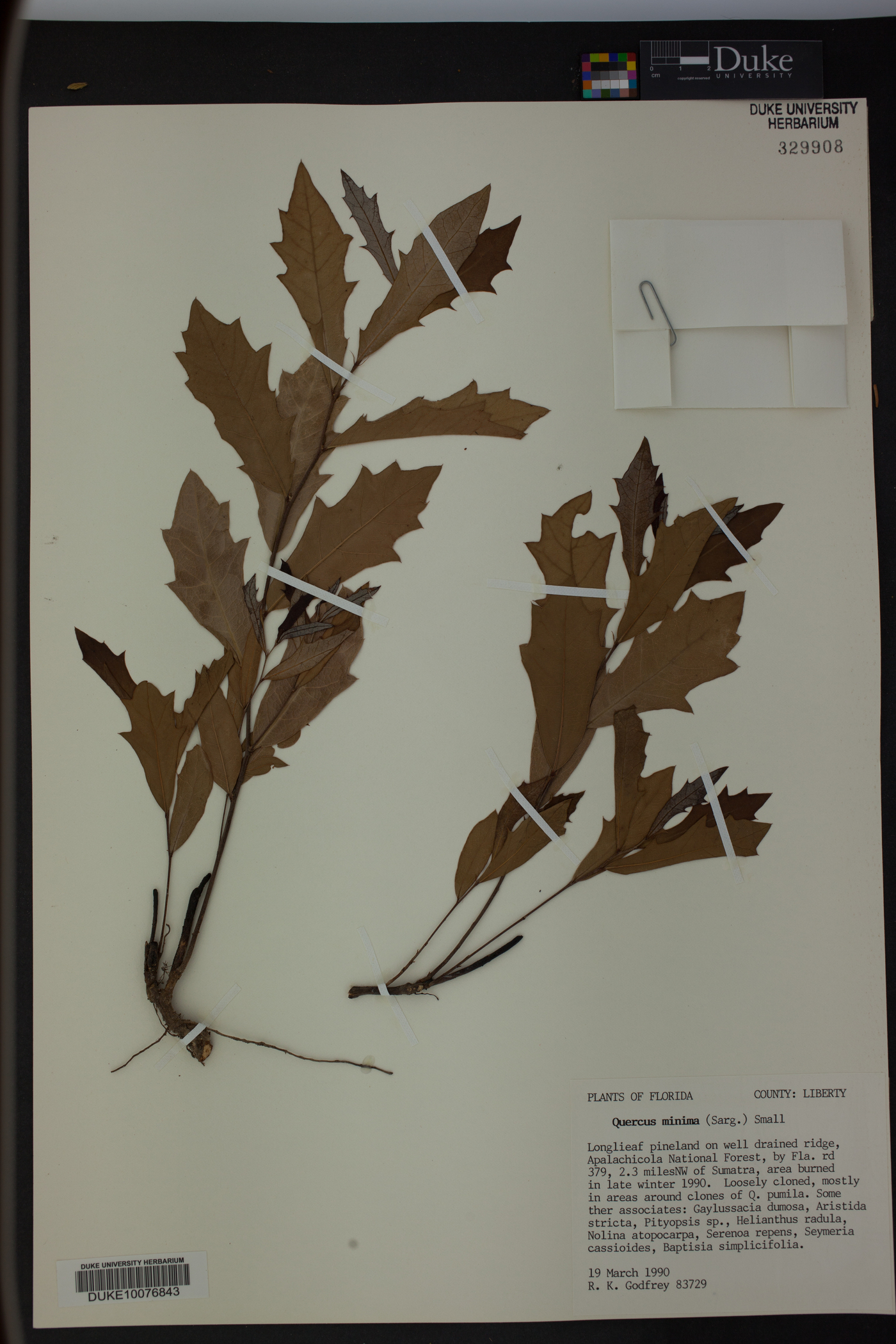 Quercus minima image