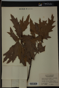 Image of Quercus mutabilis