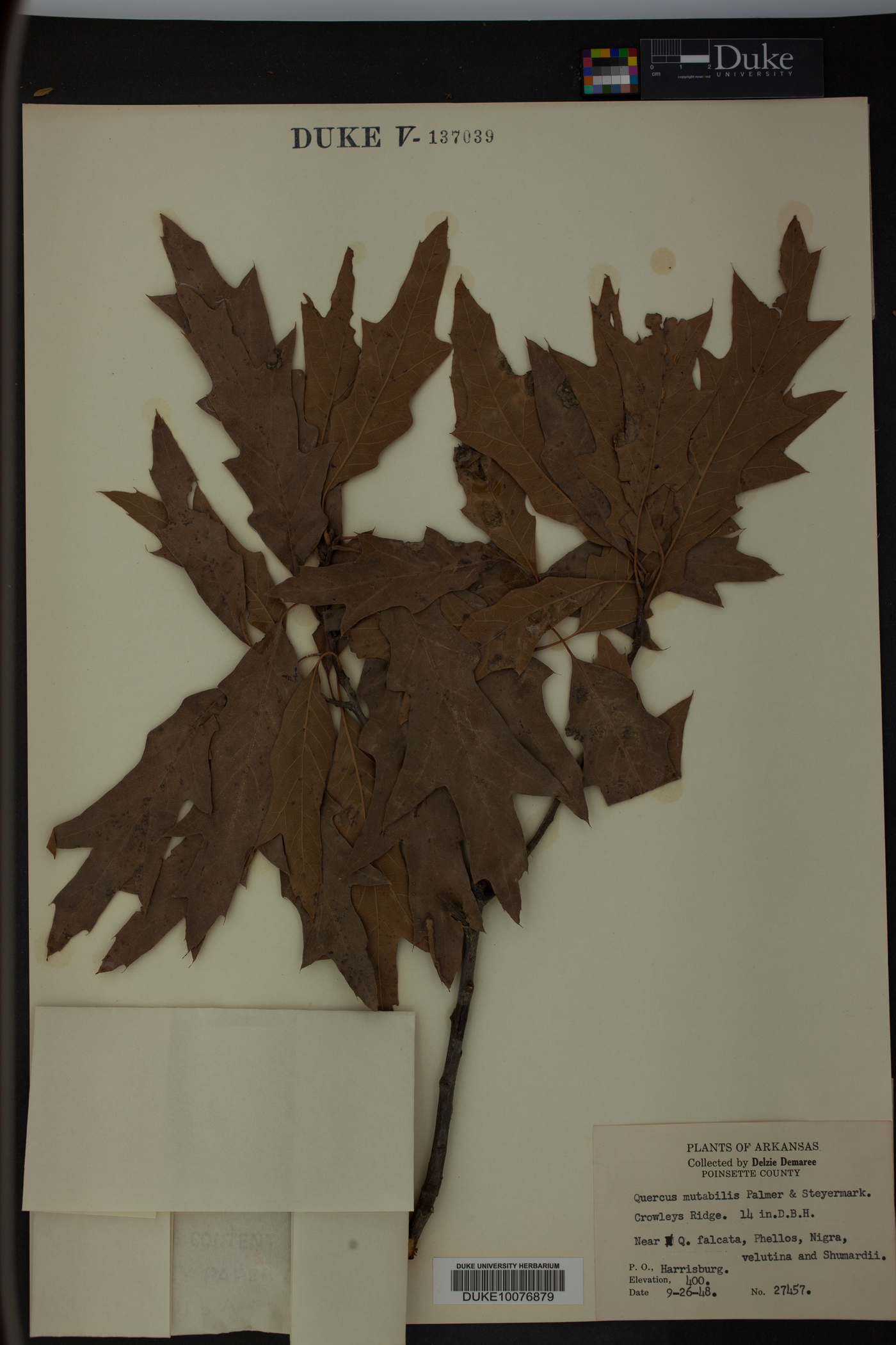 Quercus mutabilis image