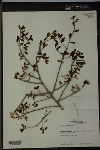 Quercus myrtifolia image