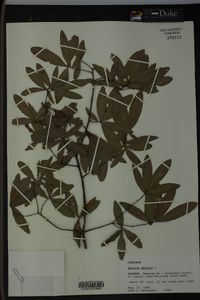 Quercus phellos image