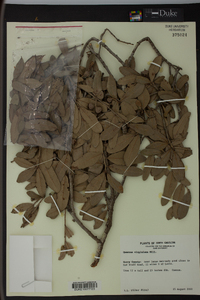 Quercus virginiana image