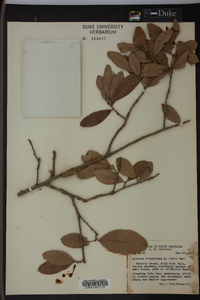 Quercus virginiana image