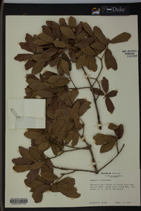 Quercus virginiana image