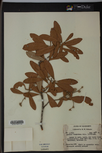 Quercus virginiana image