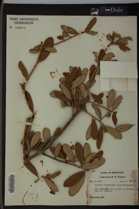 Quercus virginiana image