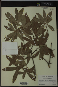 Quercus incana image