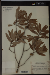 Quercus incana image