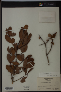 Quercus inopina image