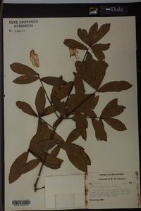 Quercus laurifolia image