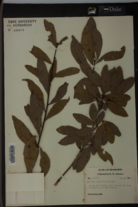 Quercus laurifolia image