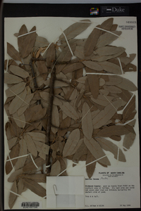 Quercus incana image