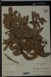 Quercus hemisphaerica image