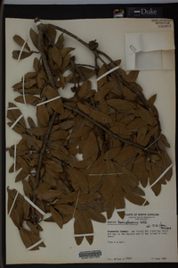 Quercus hemisphaerica image