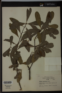 Quercus laurifolia image