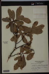 Quercus laurifolia image