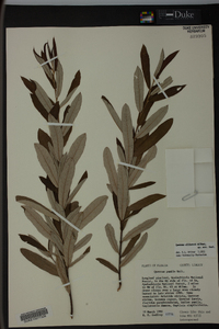 Quercus pumila image