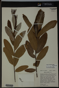 Quercus pumila image