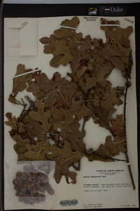 Quercus margaretta image