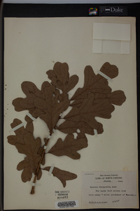 Quercus margaretta image