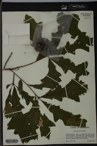 Quercus lyrata image