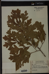 Quercus lyrata image