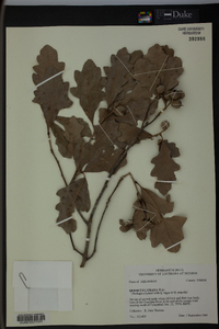 Quercus lyrata image