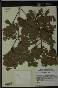 Quercus margaretta image