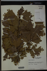 Quercus margaretta image