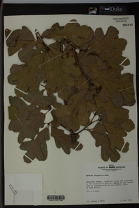 Quercus margaretta image