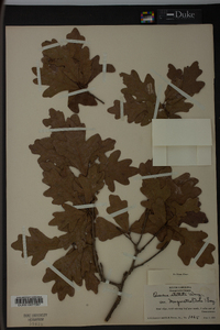 Quercus margaretta image