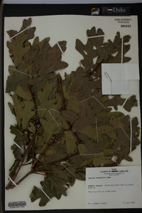 Quercus margaretta image