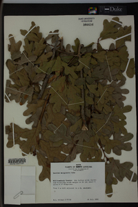 Quercus margaretta image