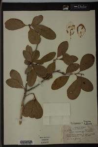 Quercus x rolfsii image